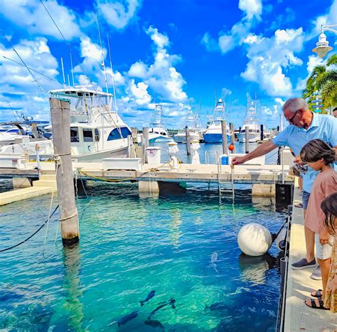 Sailfish marina - Feeding ravenous voracious Jack Crevalle at Sailfish Marina Singer Island Fl.The fisherman return to fillet their offshore bounty where these fish are wait...